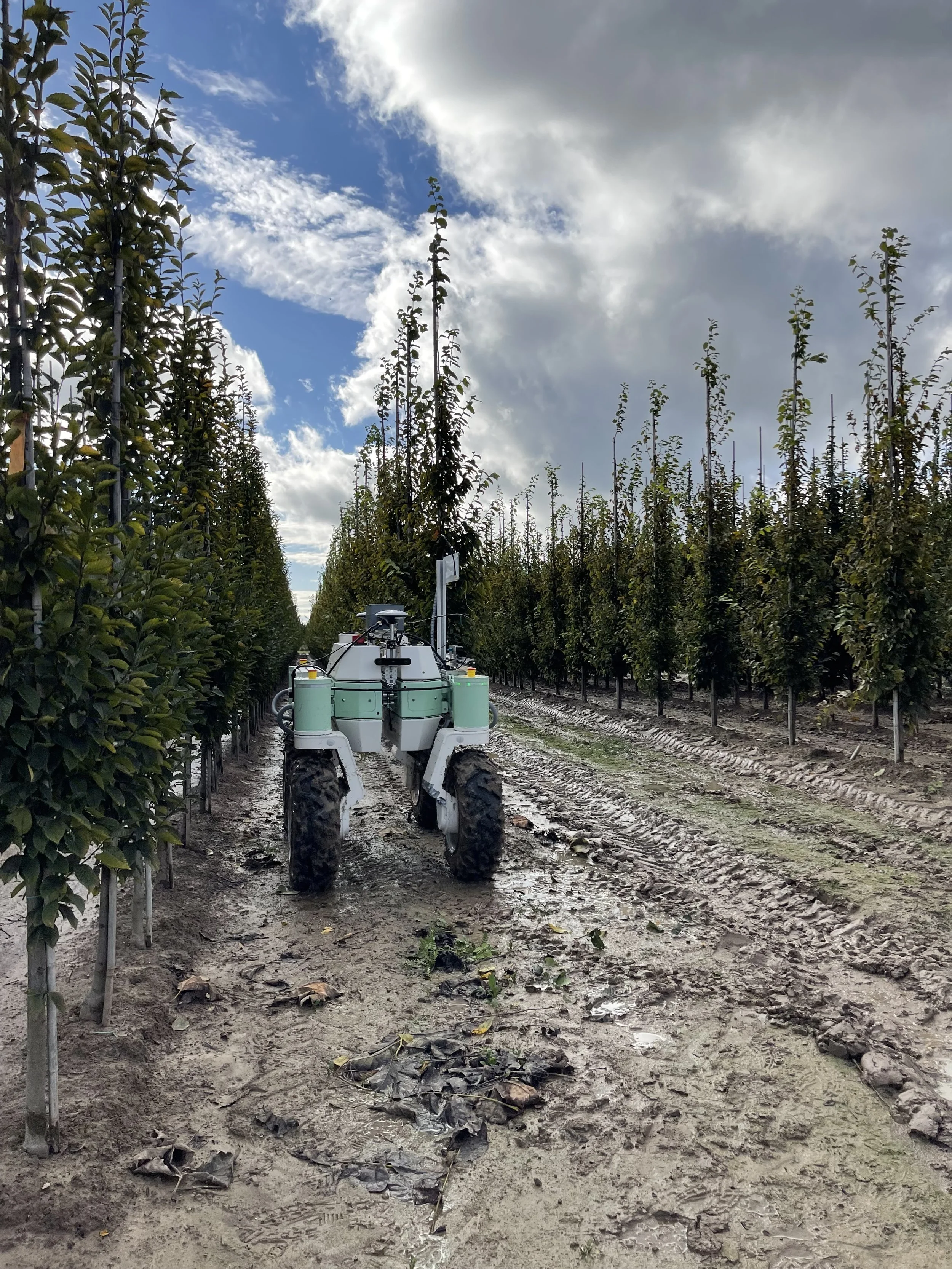 View down a nursery row as the robot moves along it